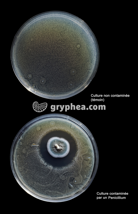 Expérience de Fleming avec culture témoin non contaminée - vue légendée - gryphea.com